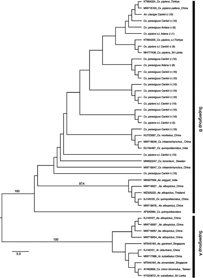 Molecular evidence of Wolbachia and Orthoflavivirus infection in field-collected mosquitoes in three provinces of Türkiye.