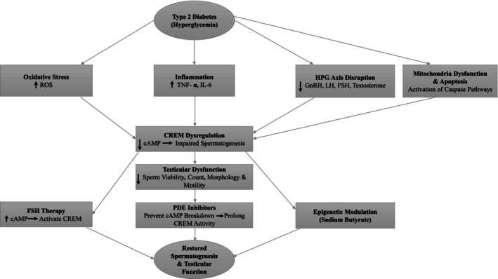 Potential Role of CREM in Diabetes-Associated Testicular Dysfunction: Current Evidence and Future Perspectives.