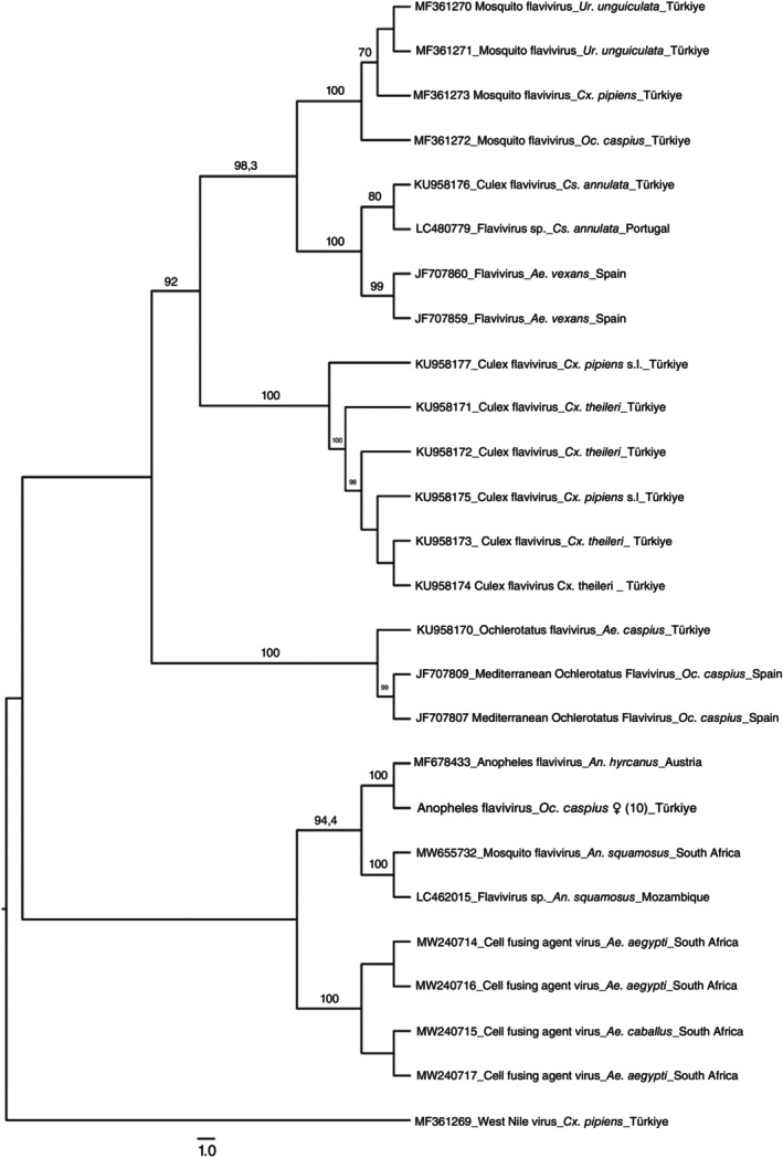 Molecular evidence of Wolbachia and Orthoflavivirus infection in field-collected mosquitoes in three provinces of Türkiye.