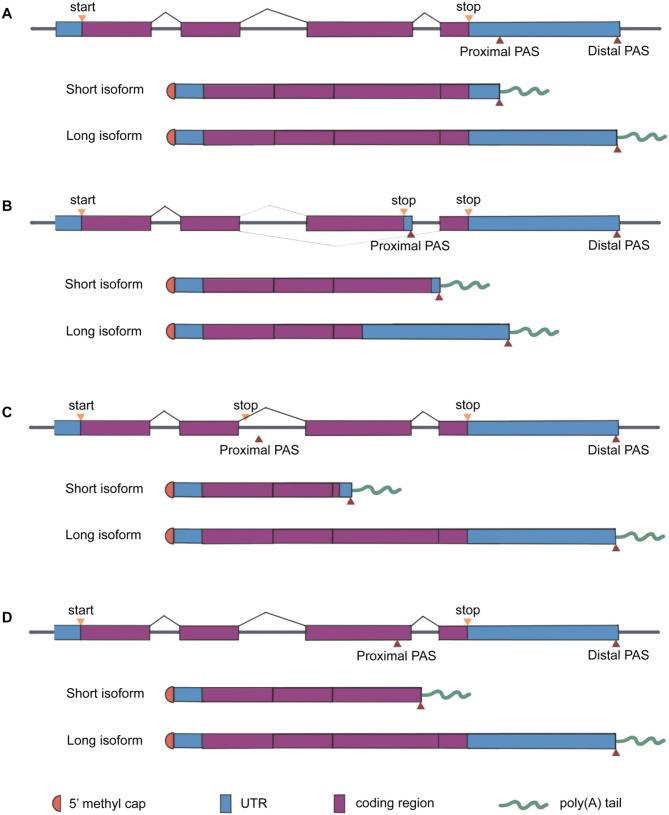 RNA epigenetic modifications as dynamic biomarkers in cancer: from mechanisms to clinical translation.