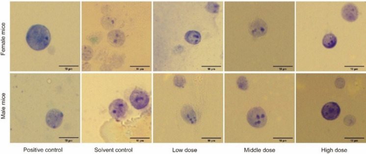 Safety evaluation and optimization of high-efficiency expression of 5hsCT in Saccharomyces cerevisiae.