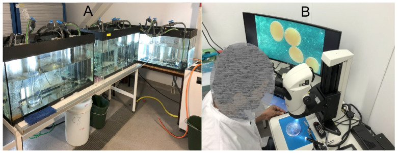 Optimization of Nile Tilapia Artificial Breeding Using Human Chorionic Gonadotropin (hCG) Hormone.