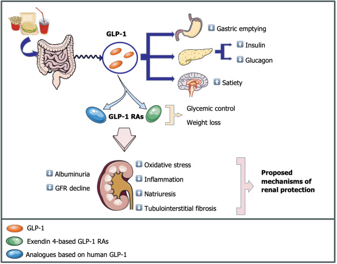 Beyond glycemic control: Roles for sodium-glucose cotransporter 2 inhibitors and glucagon-like peptide-1 receptor agonists in diabetic kidney disease.