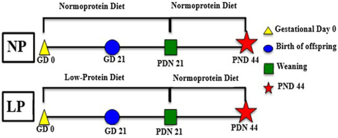 Maternal protein restriction affects the differentiation of cells in the epididymal epithelium lining of 44-day-old rats.