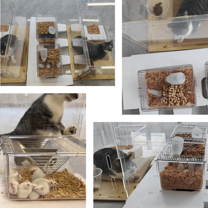 Effects of environmentally-induced anxiety on autoimmunity in the MRL/lpr mouse.