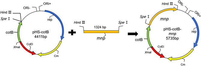 Bacillus subtilis spore surface display enhances manganese peroxidase stability and stress resistance.