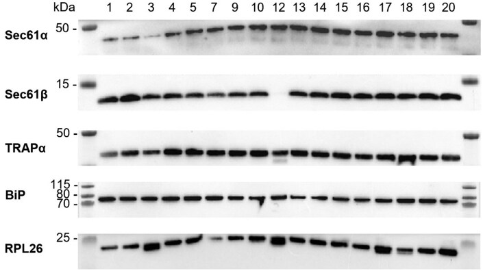 Rough microsomes isolated from snap-frozen canine pancreatic tissue retain their co-translational translocation functionality.