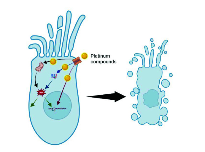 Platinum-induced ototoxicity and hearing impairment in children and adolescents.