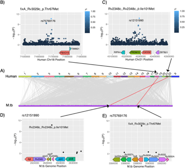 Genome-to-genome analysis reveals associations between human and mycobacterial genetic variation in tuberculosis patients from Tanzania.