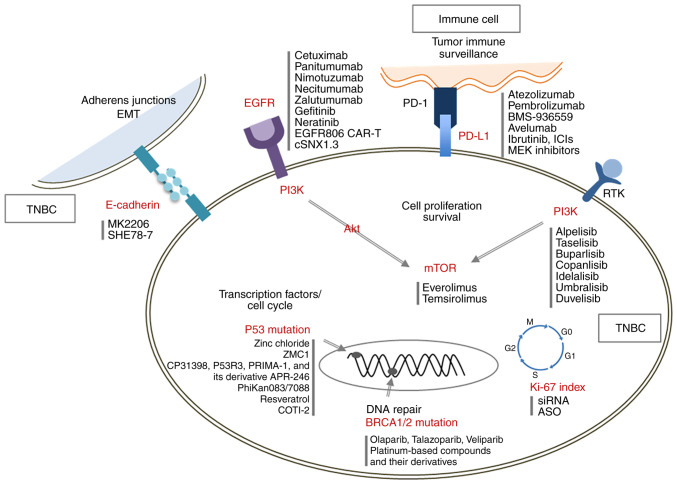 Molecular targets and therapies associated with poor prognosis of triple‑negative breast cancer (Review).
