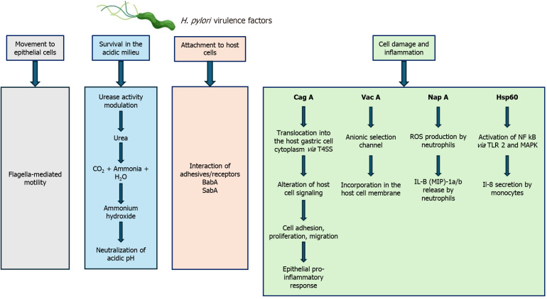 Update on molecular pathogenesis of <i>Helicobacter pylori</i>-induced gastric cancer.