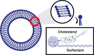 Nanoparticle tools for maximizing oral drug delivery.