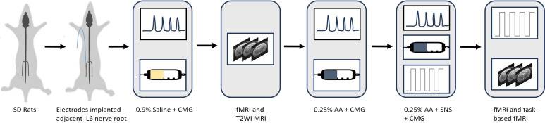 Changes in Brain Activity and Functional Connectivity During Spinal Nerve Stimulation in a Rat Model of Overactive Bladder.