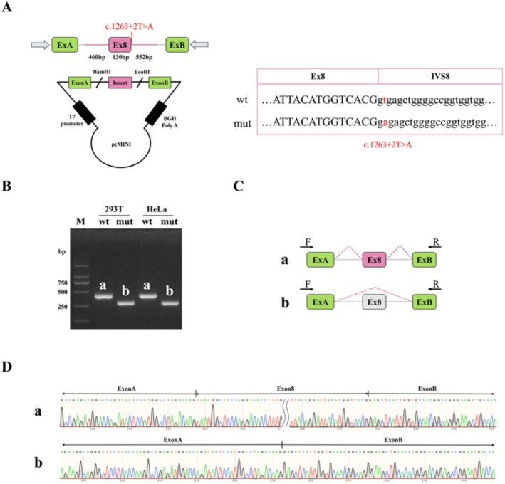 Compound Heterozygous Loss-of-Function Variants in CCM2L in a Fetus With Tetralogy of Fallot.