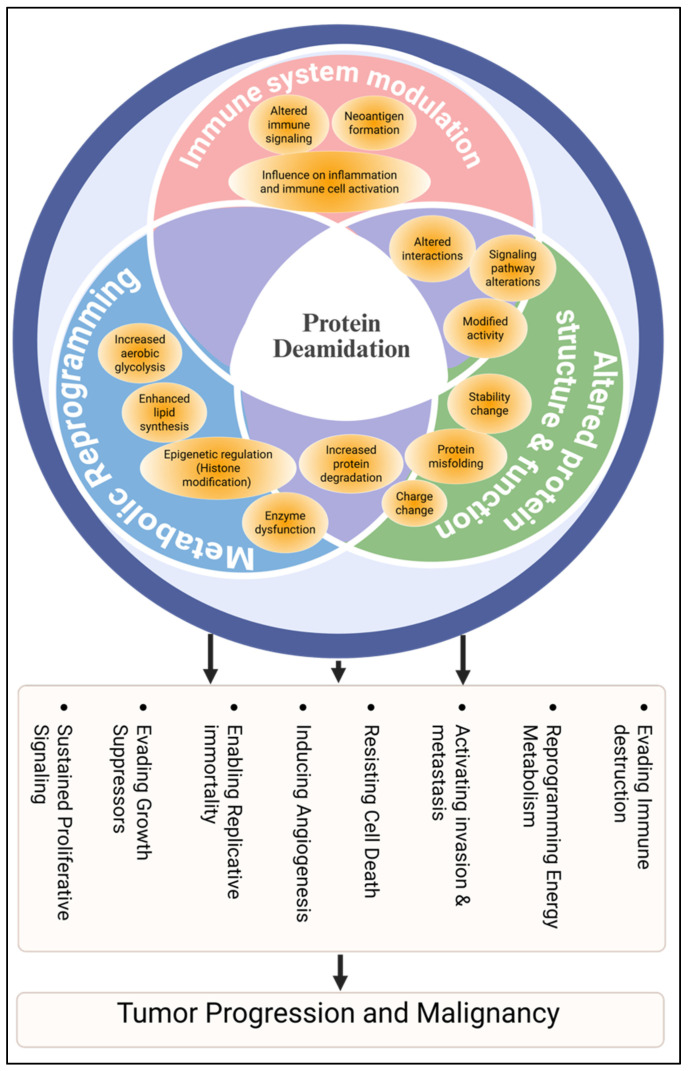 Advances in the Study of Protein Deamidation: Unveiling Its Influence on Aging, Disease Progression, Forensics and Therapeutic Efficacy.