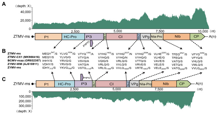 Virome Analysis Deciphers the First Virus Occurrence in Melothria scabra, Revealing Two Potyviruses, Including a Highly Divergent Zucchini Yellow Mmosaic Virus Isolate.