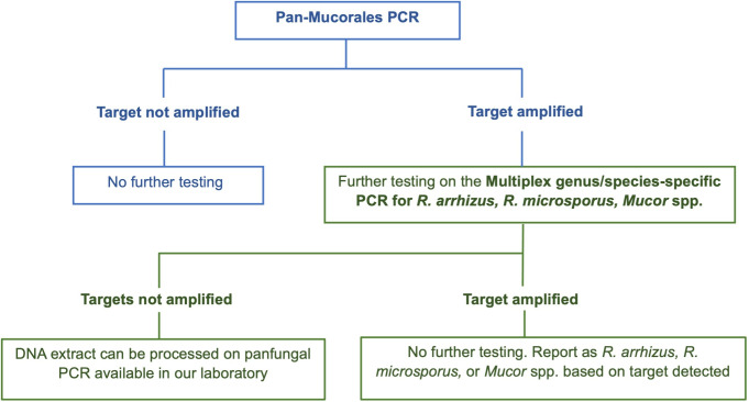 Development and evaluation of a Pan-Mucorales Real-time PCR and a multiplex Real-time PCR for detection and identification of <i>Rhizopus arrhizus, Rhizopus microsporus</i>, and <i>Mucor</i> spp. in clinical specimens.