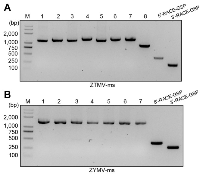 Virome Analysis Deciphers the First Virus Occurrence in Melothria scabra, Revealing Two Potyviruses, Including a Highly Divergent Zucchini Yellow Mmosaic Virus Isolate.