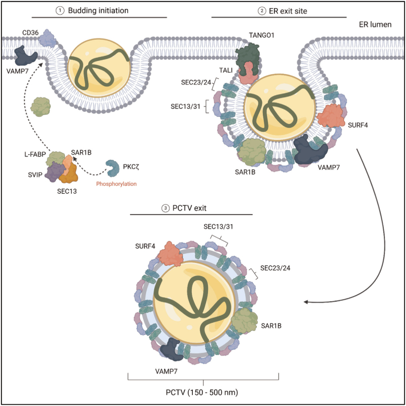 The intracellular chylomicron highway: novel insights into chylomicron biosynthesis, trafficking, and secretion.