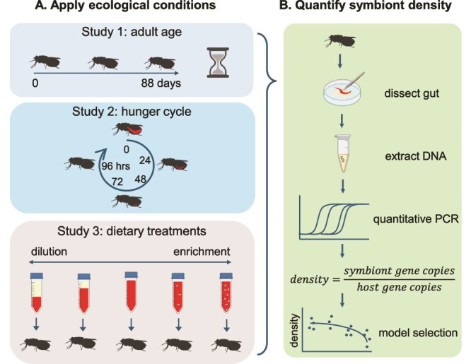 How do host age and nutrition affect density regulation of obligate versus facultative bacterial symbionts? Insights from the tsetse fly.