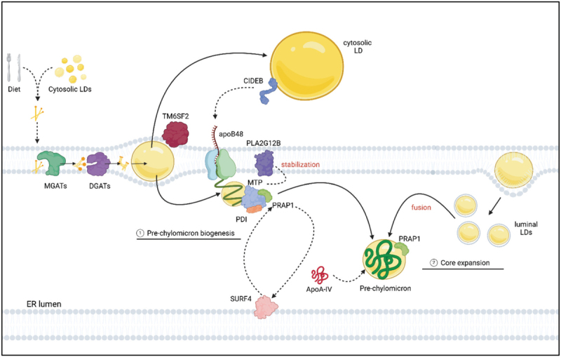 The intracellular chylomicron highway: novel insights into chylomicron biosynthesis, trafficking, and secretion.