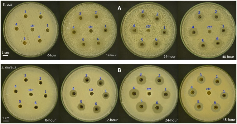 Optimization of Lactic Fermented Beverages: Integrating <i>Trametes Versicolor</i> Mycelium and <i>Pleurotus ostreatus</i> Extract for Enhanced Functional Properties.