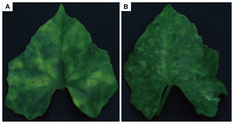 Virome Analysis Deciphers the First Virus Occurrence in Melothria scabra, Revealing Two Potyviruses, Including a Highly Divergent Zucchini Yellow Mmosaic Virus Isolate.