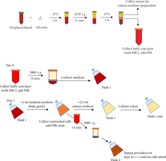 Isolate Circulating Mesenchymal Stromal Cells Without Growth Factor Administration and Using Density Gradient.