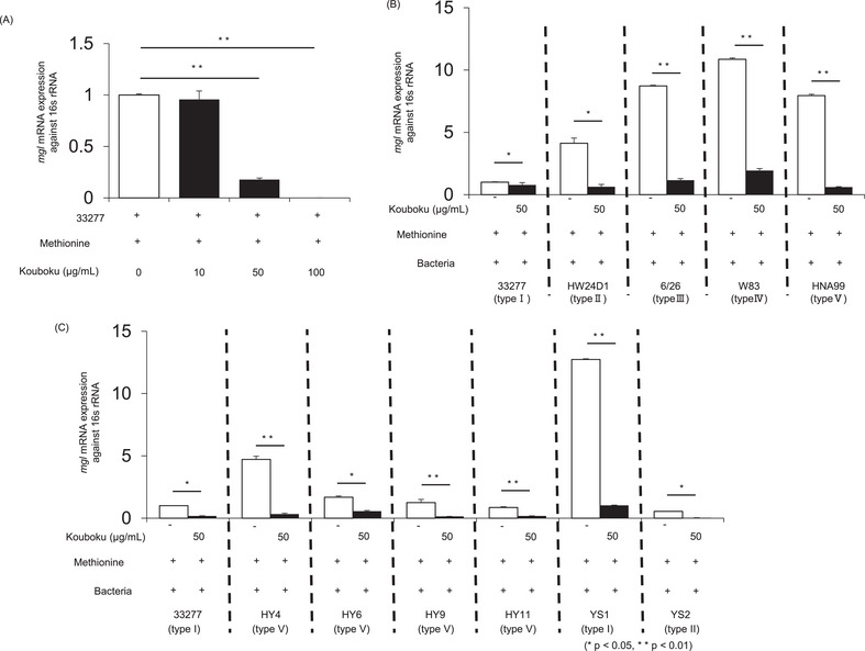 Suppressive Effects of Kouboku on Methyl Mercaptan Production and Biofilm Formation in Porphyromonas gingivalis.