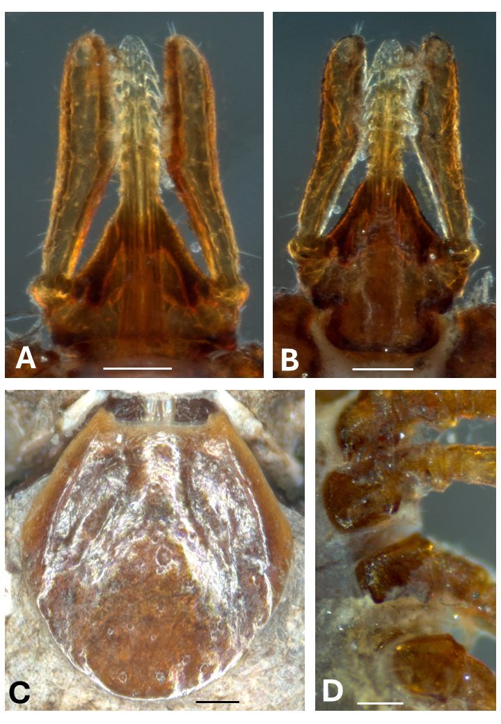 First report of immature stages of Ixodes bocatorensis (Ixodida: Ixodidae) on small mammals in the Maracanã Environmental Protection Area, São Luís, Maranhão, Brazil.