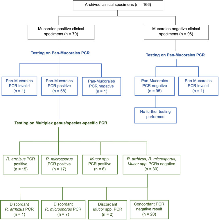 Development and evaluation of a Pan-Mucorales Real-time PCR and a multiplex Real-time PCR for detection and identification of <i>Rhizopus arrhizus, Rhizopus microsporus</i>, and <i>Mucor</i> spp. in clinical specimens.