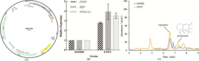 Engineering Sanghuangporus sanghuang for enhanced (-)-aristolone production via metabolic pathway optimization and terpene synthase engineering.