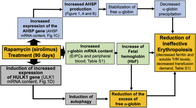 Co-Induction of ULK-1 and AHSP mRNAs in Erythroid Precursor Cells Isolated From a Sirolimus-Treated β-Thalassemia Patient: A Case Report Study.