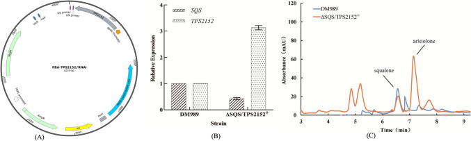 Engineering Sanghuangporus sanghuang for enhanced (-)-aristolone production via metabolic pathway optimization and terpene synthase engineering.