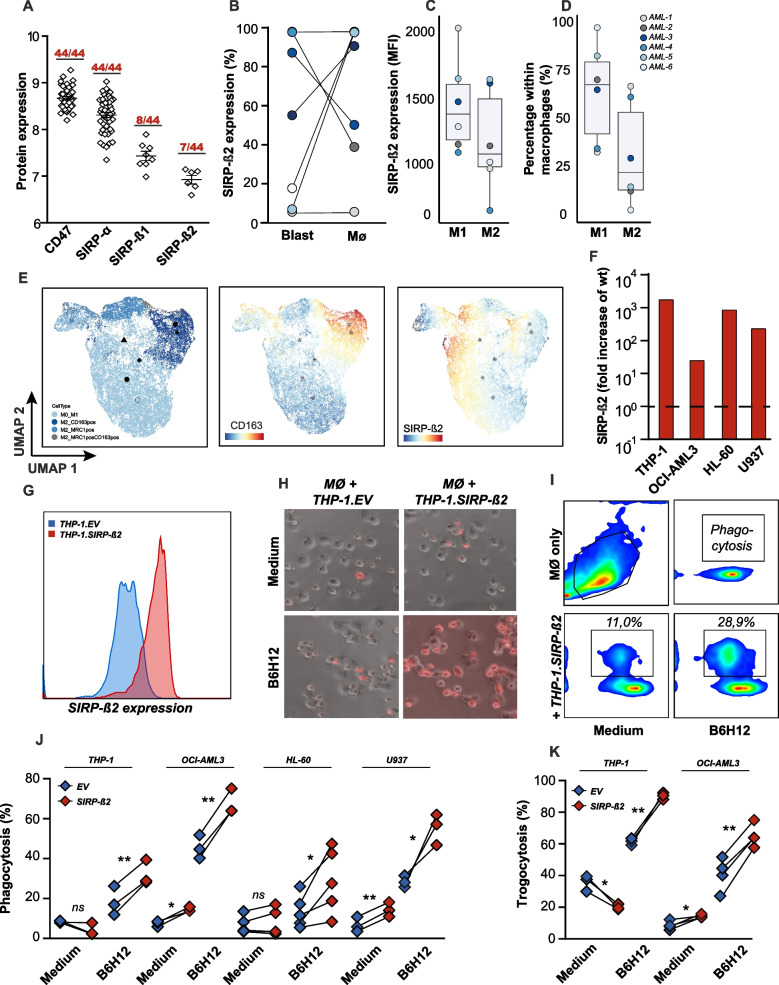 High expression of signal regulatory protein beta 2 marks a favourable prognostic AML subgroup and associates with increased sensitivity to phagocytosis.