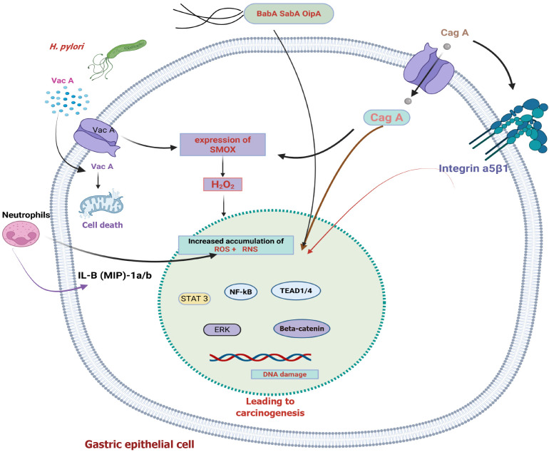 Update on molecular pathogenesis of <i>Helicobacter pylori</i>-induced gastric cancer.
