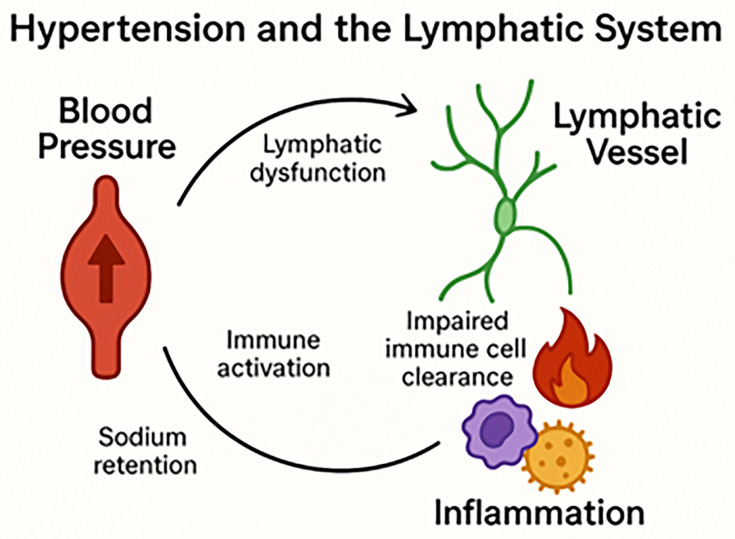 Hypertension: a lymphatic disease?