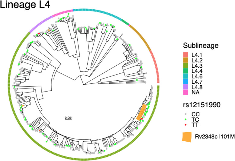 Genome-to-genome analysis reveals associations between human and mycobacterial genetic variation in tuberculosis patients from Tanzania.