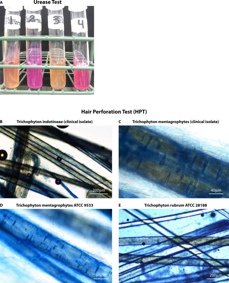Abstract Image