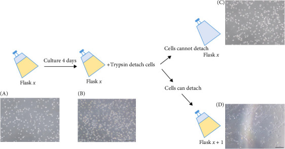 Isolate Circulating Mesenchymal Stromal Cells Without Growth Factor Administration and Using Density Gradient.