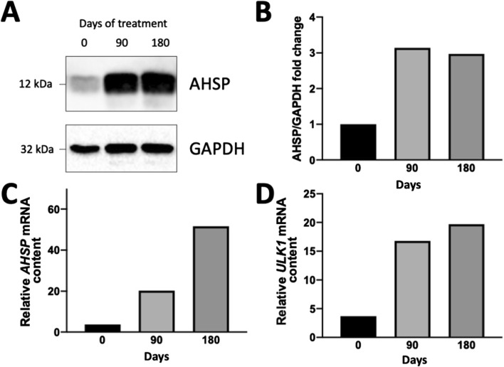 Co-Induction of ULK-1 and AHSP mRNAs in Erythroid Precursor Cells Isolated From a Sirolimus-Treated β-Thalassemia Patient: A Case Report Study.