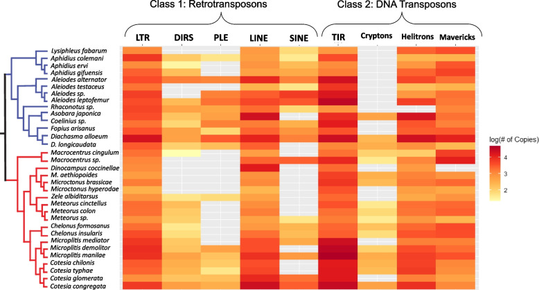 The highly diverse repertoire of transposable elements within the genomes of parasitic wasps (Hymenoptera: Braconidae).
