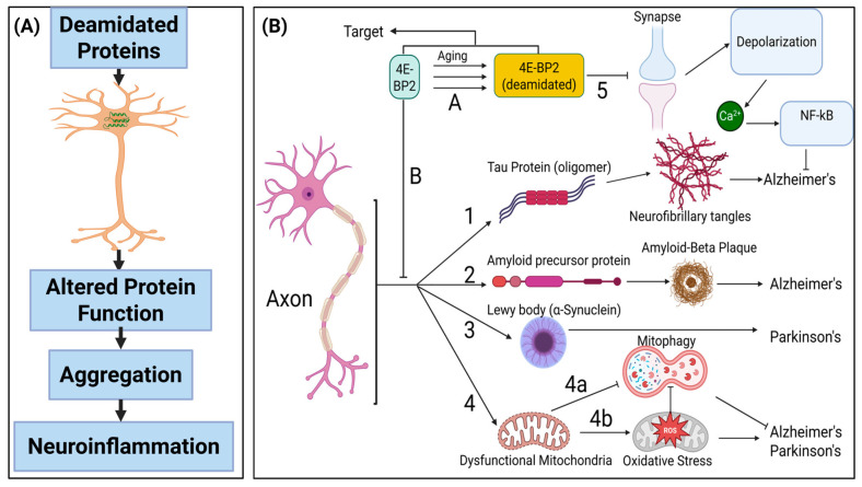 Advances in the Study of Protein Deamidation: Unveiling Its Influence on Aging, Disease Progression, Forensics and Therapeutic Efficacy.