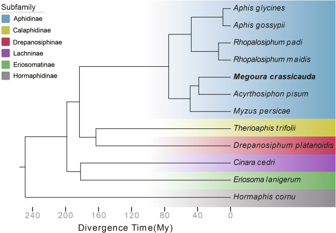 Chromosome-level genome assembly of the aphid Megoura crassicauda.