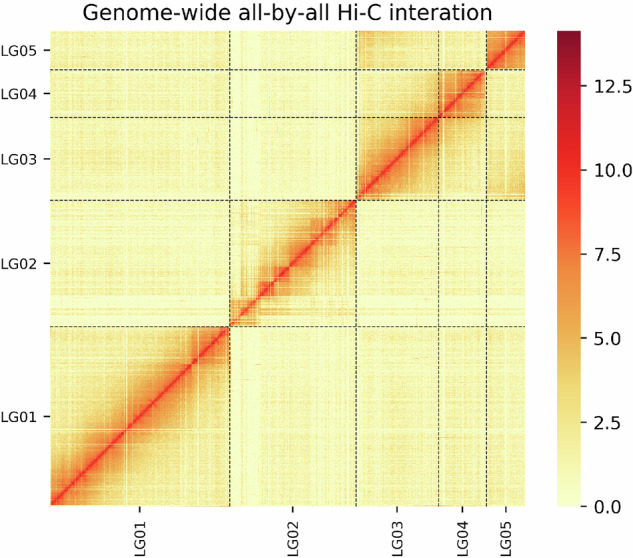 Chromosome-level genome assembly of the aphid Megoura crassicauda.