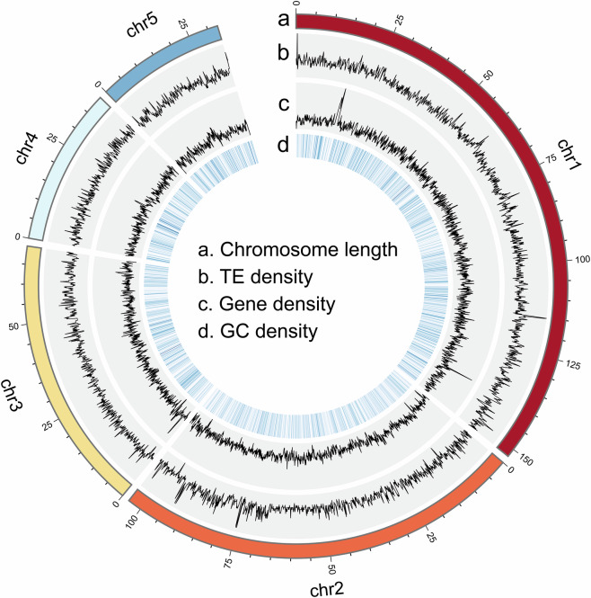 Chromosome-level genome assembly of the aphid Megoura crassicauda.
