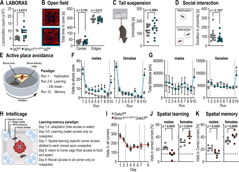 Group 2 innate lymphoid cells drive inhibitory synapse formation with lasting effects on learning and memory.