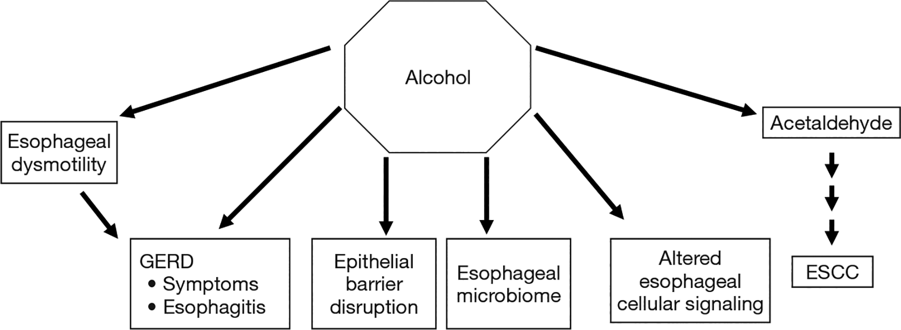 Physiologic and molecular effects of alcohol in the esophagus: a narrative review.