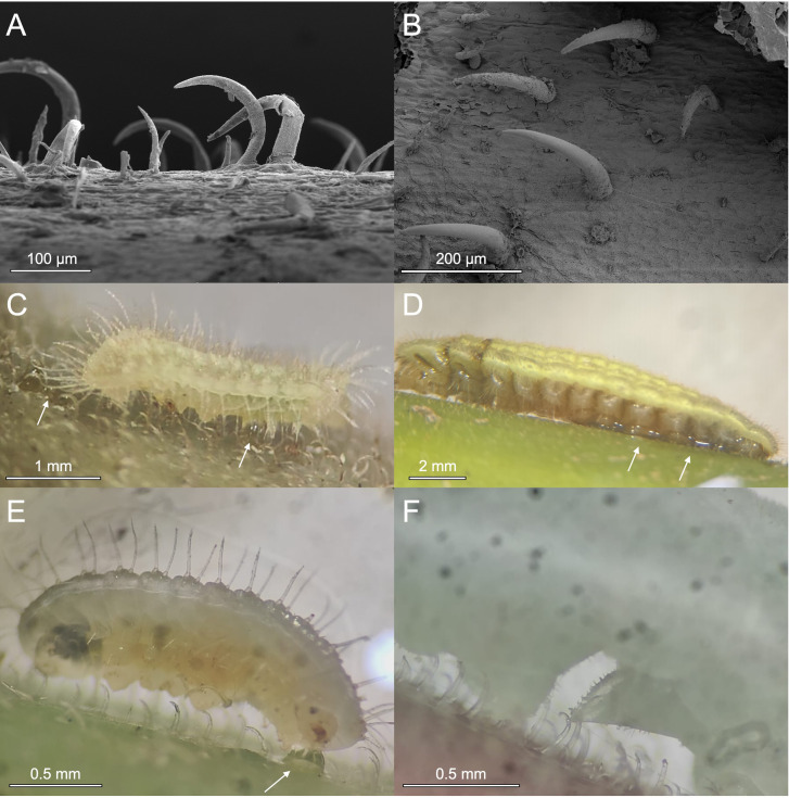Arms race of physical defences: hooked trichomes of <i>Macaranga</i> ant-plants kill lycaenid caterpillars, but one specialist has a counter-defence.
