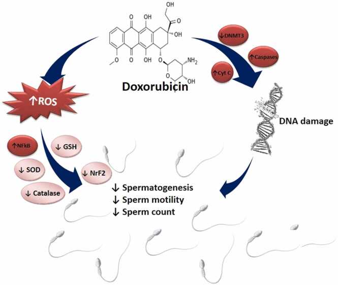 Ferroptotic- and non-ferroptotic mechanisms associated with doxorubicin-induced male reproductive dysfunction.